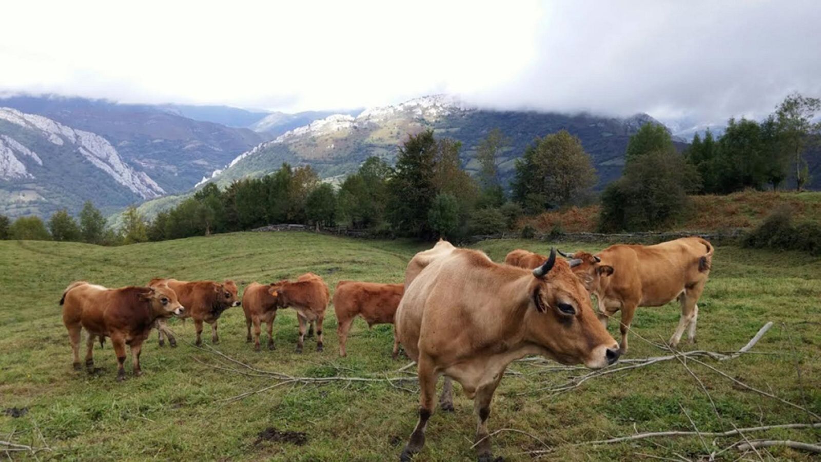 Vacas salvajes y felices
