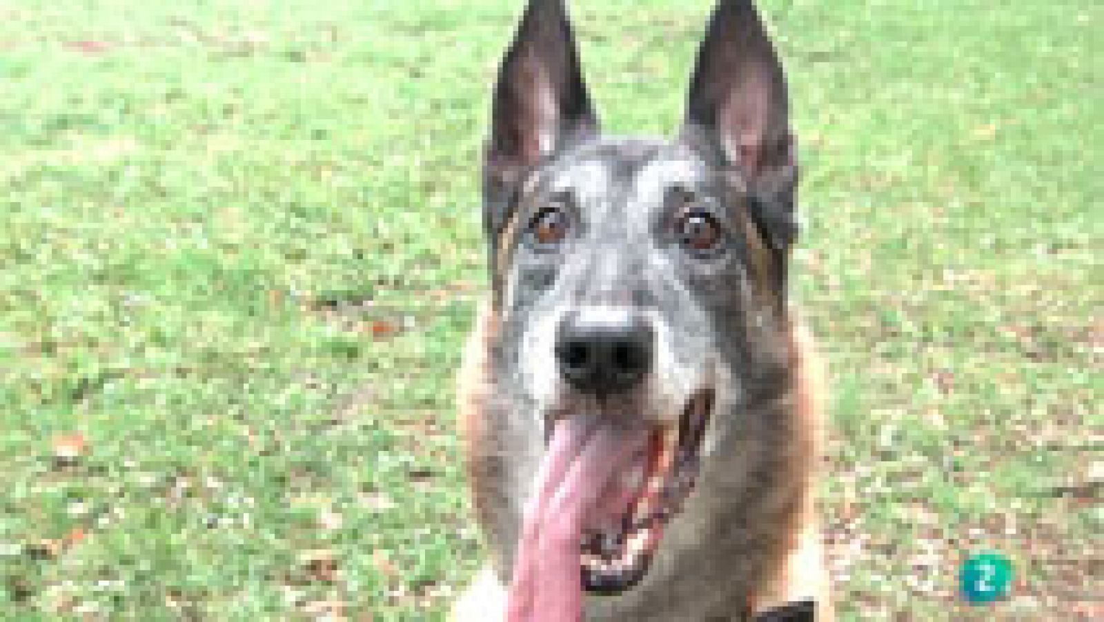 La Aventura del Saber. Héroes de cuatro patas