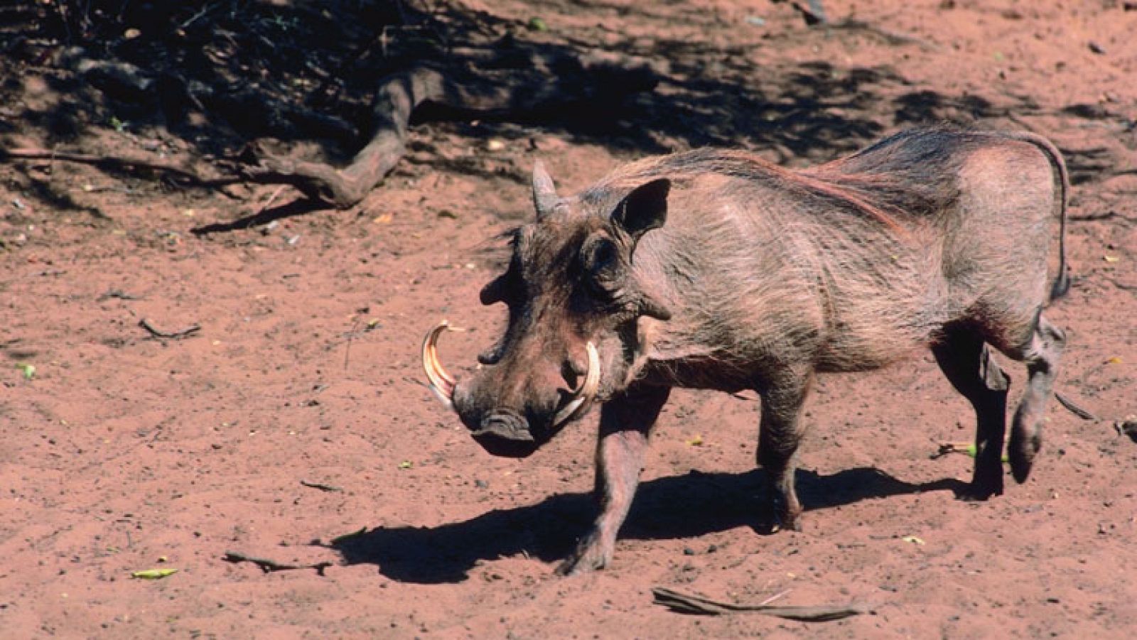 Un jabalí mata a un cazador en Ourense