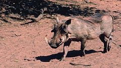 España Directo- Un jabalí mata a un cazador en Ourense