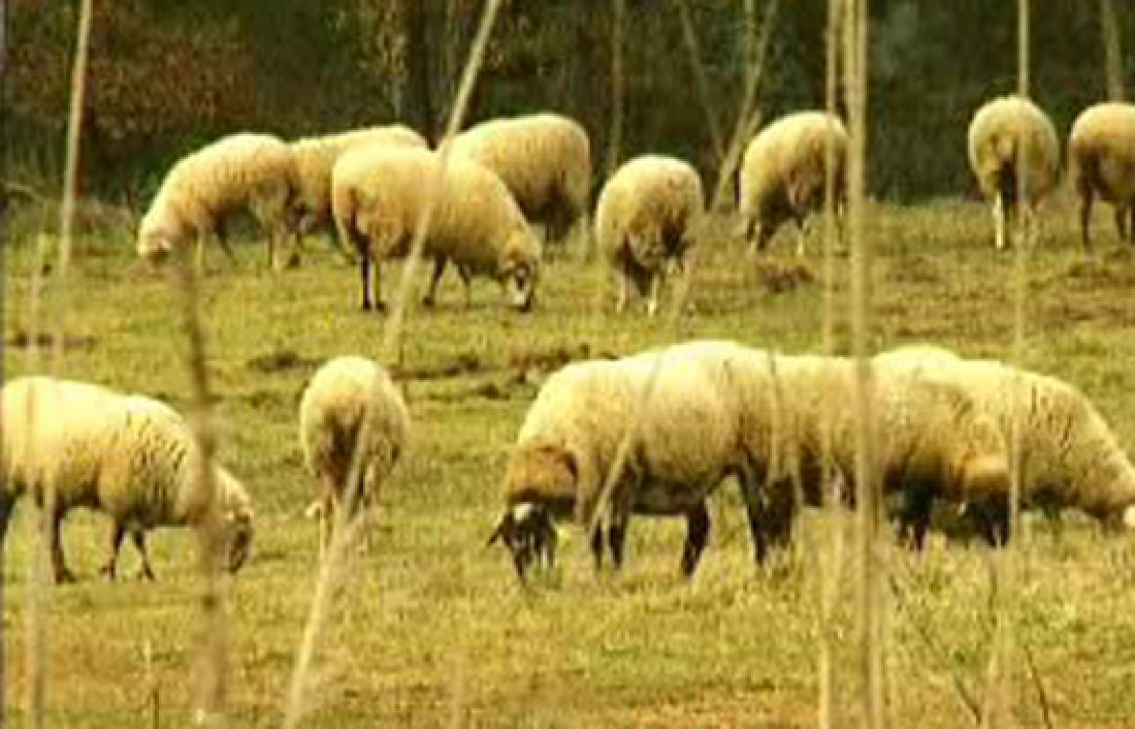 Los relojes biológicos, en Leonart - Leonart | Ver