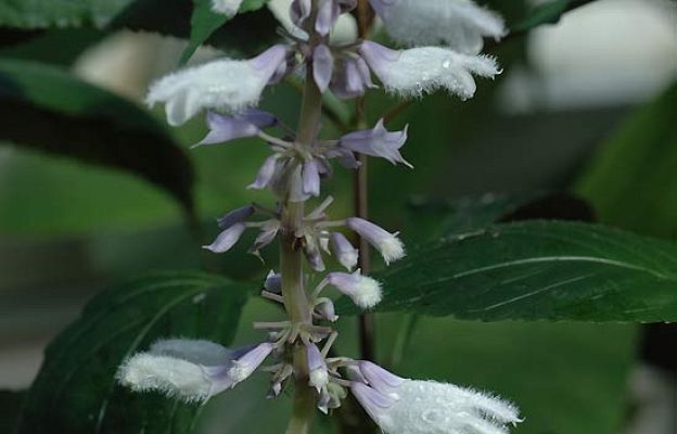 Reporteros del Telediario - La 'salvia divinorum' droga de moda