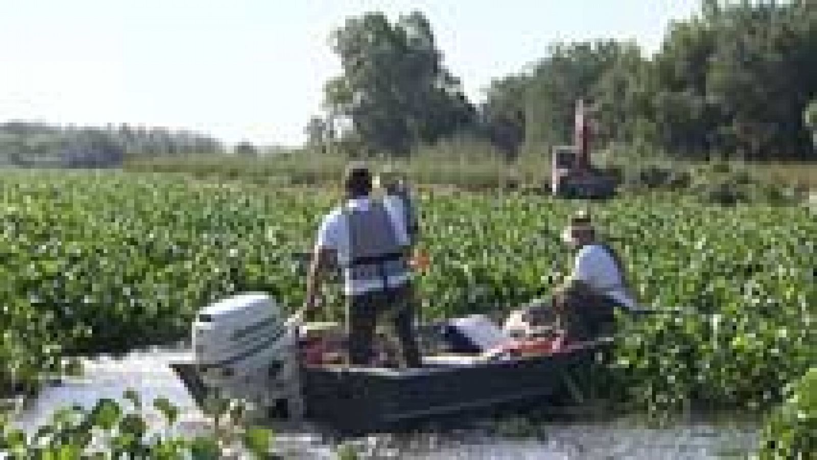 Telediario 1: El Guadiana está amenazado por el camalote, una planta invasora de origen amazónico | RTVE Play