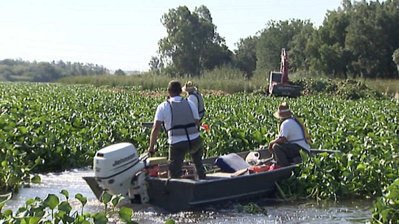 El Guadiana está amenazado por el camalote, una planta invasora de origen amazónico