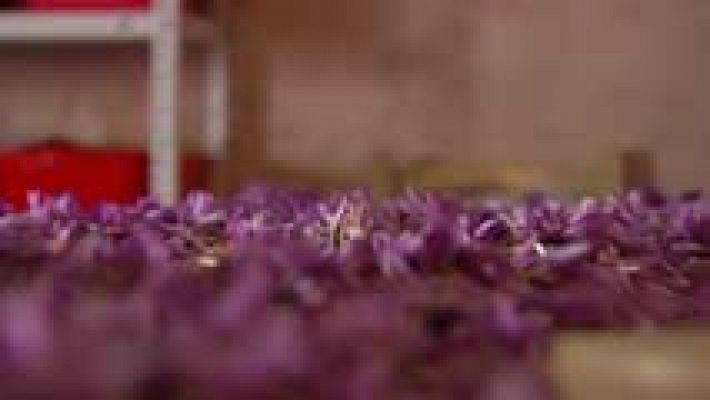 Telediario 1 - Cada año se recogen solo 600 kg del 'oro de La Mancha', el azafrán con denominación de origen