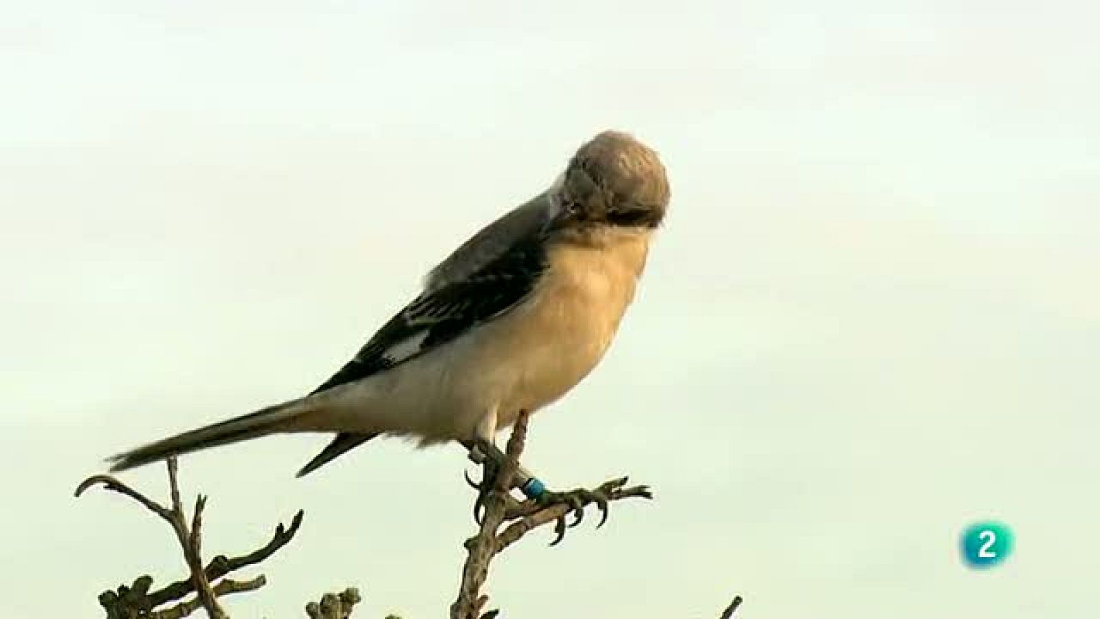 La Aventura del Saber. Proyecto de conservación del alcaudón chico