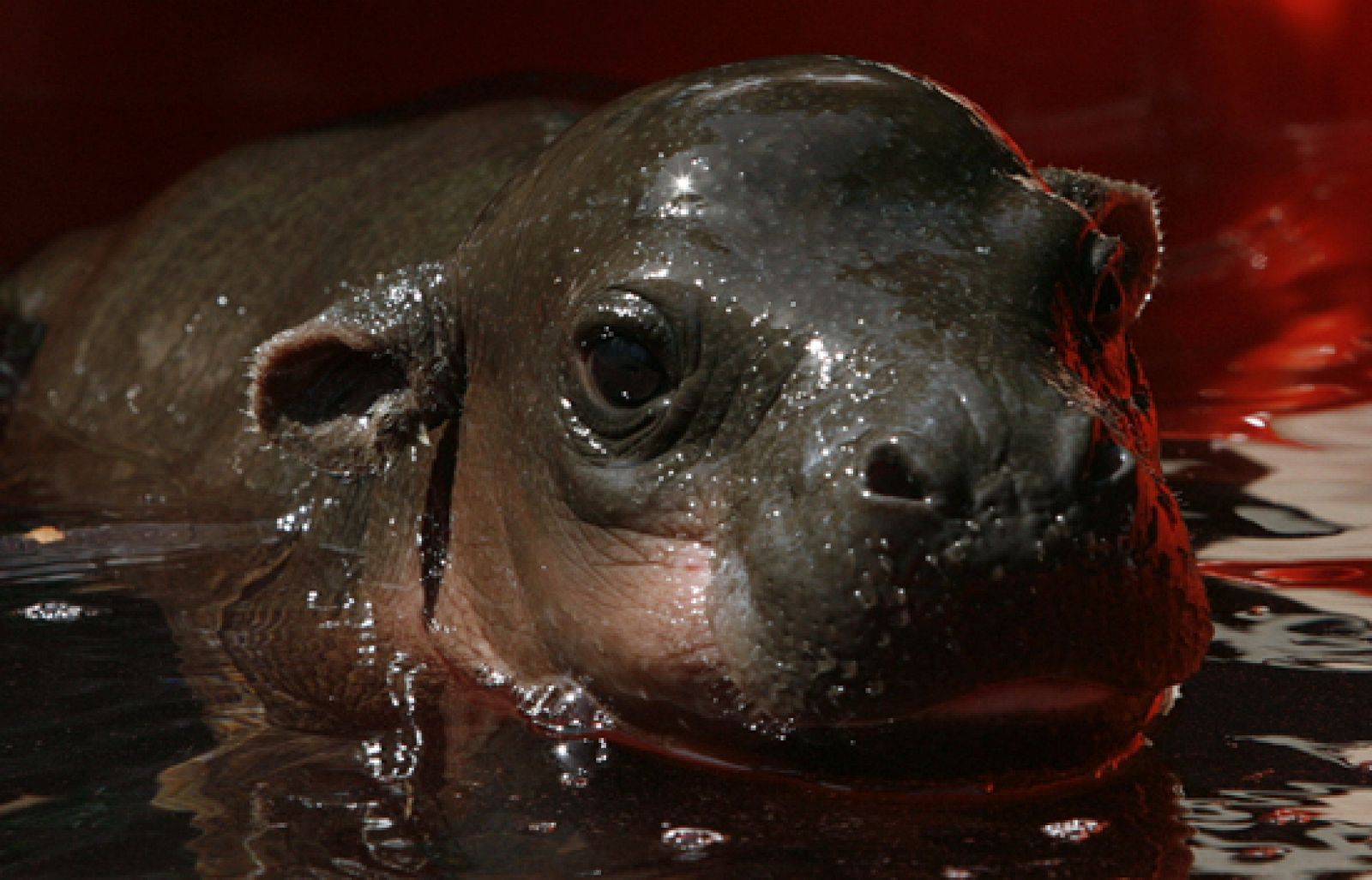 Un hipopótamo enano dice 'hola' desde Sidney