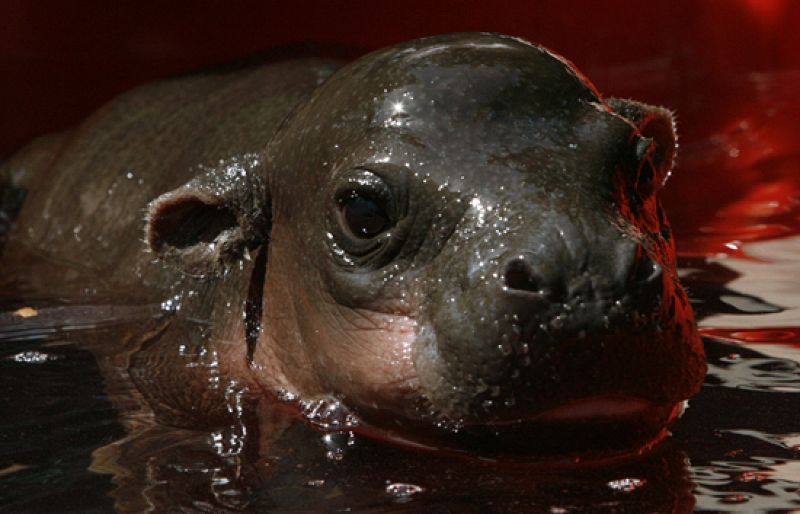 Un hipopótamo enano dice 'hola' desde Sidney
