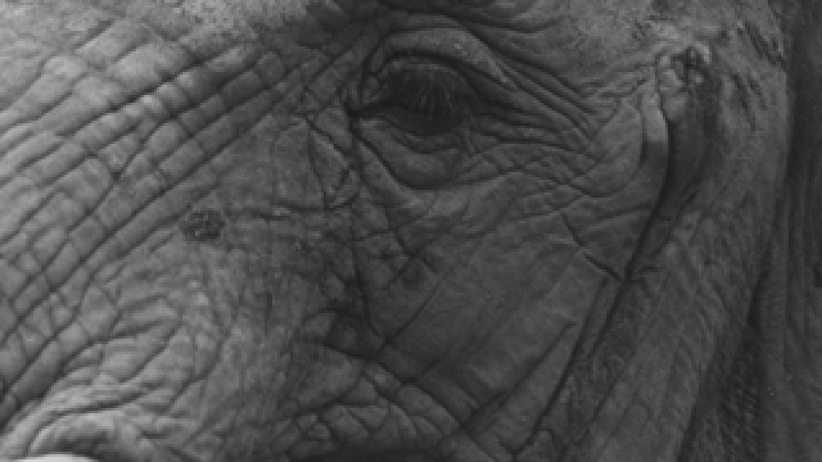 El planeta azul: El ocaso de los elefantes | RTVE Play