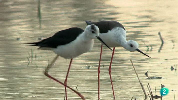 La aventura del Saber - Reserva ornitológica Finca San Miguel