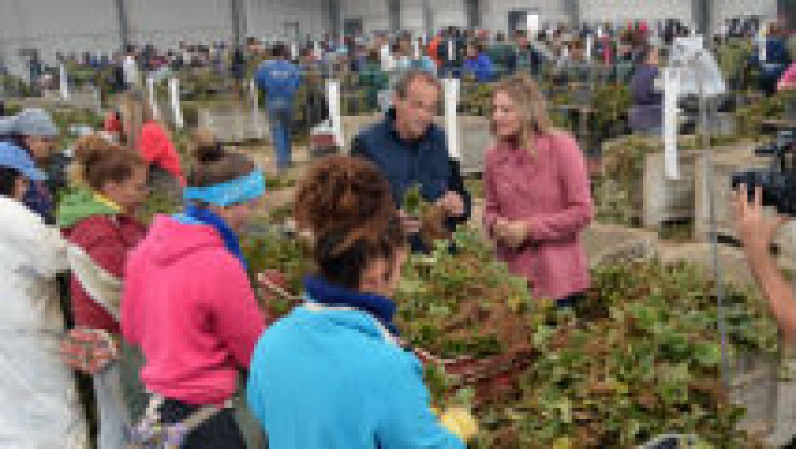 Fresas ¿de Huelva o de Ávila?