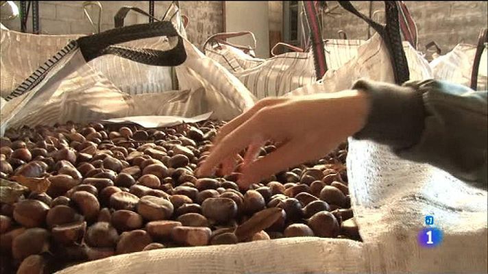 Comando Actualidad - El otoño es un filón - Castañas