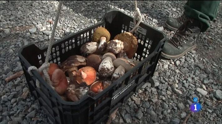 Comando Actualidad - El otoño es un filón - Setas