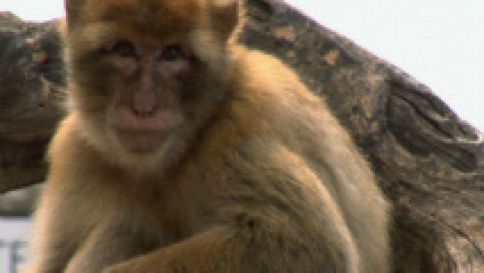 ¿Cómo viven los monos de Gibraltar?