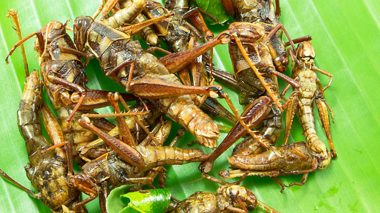 Grandes documentales - Wild Menu: Insectos crujientes