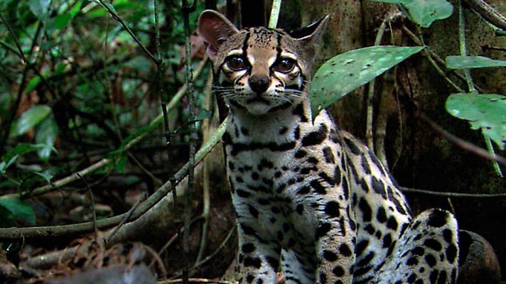 Grandes documentales - Wild Menu: Restaurante Tierra