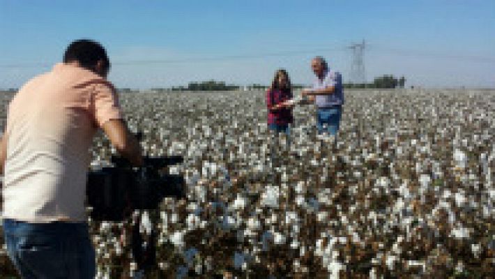 ¿Cómo se cultiva el algodón?