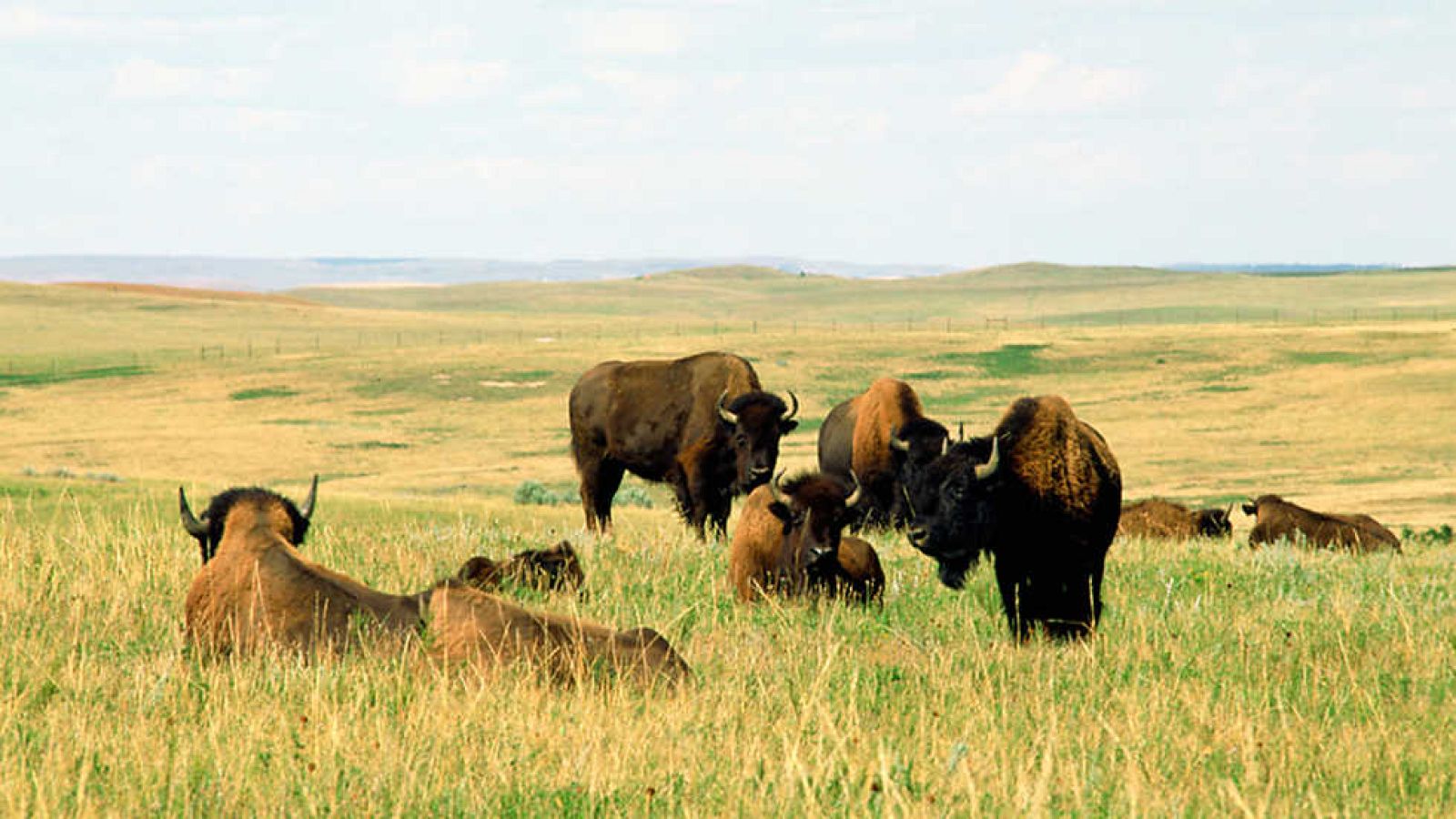 Grandes documentales - Wild Menu: Pasta - Ver ahora