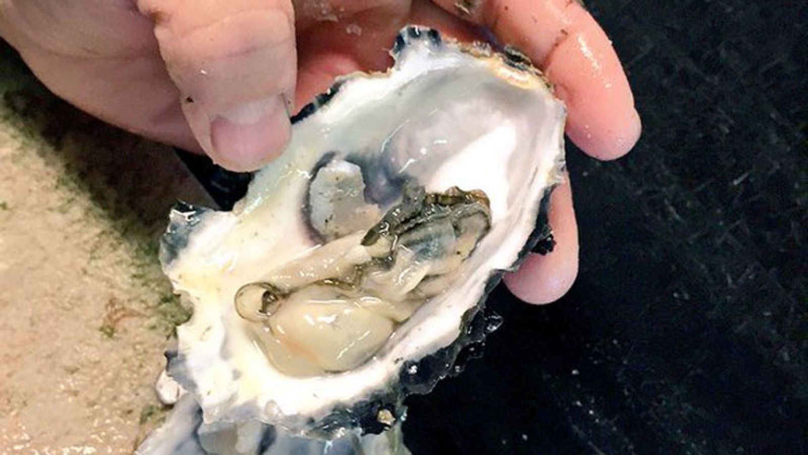 Las ostras cántabras, un preciado marisco