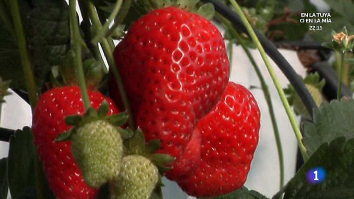 Aquí la Tierra - Aquí la Tierra - 04/11/15