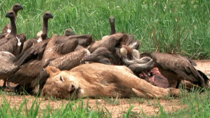 Menús salvajes: Restaurante Tierra