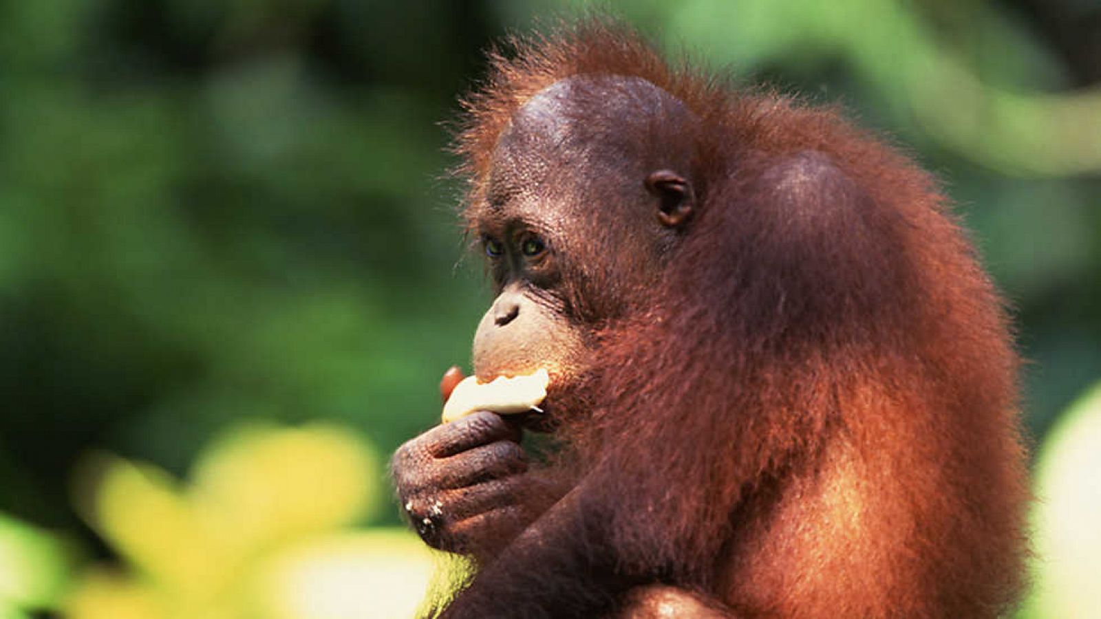 Grandes documentales - Wild Menu: Ensaladas variadas