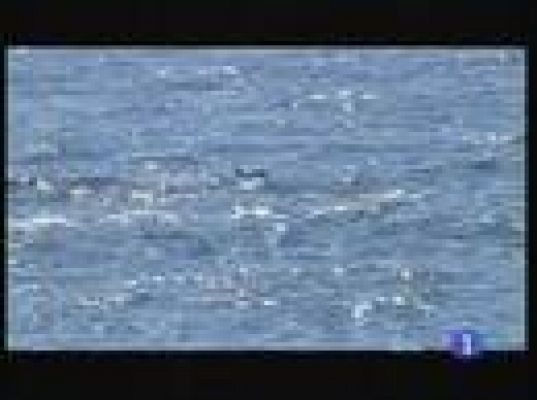 Informe Semanal - Pescar entre piratas