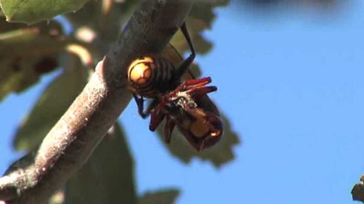 Agrosfera - Agrosfera - 07/11/15