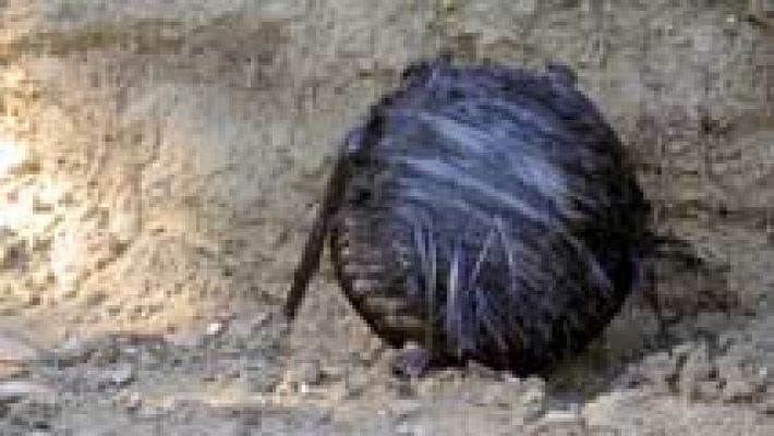 Telediario 1 - Un nuevo resto de basura espacial vuelve a caer en Murcia