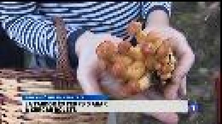 Informatiu Balear - Temps de bolets