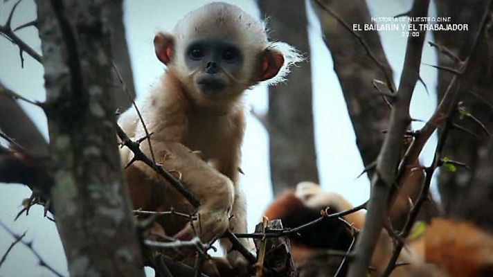 Grandes documentales - Wild Menu: Menú para niños