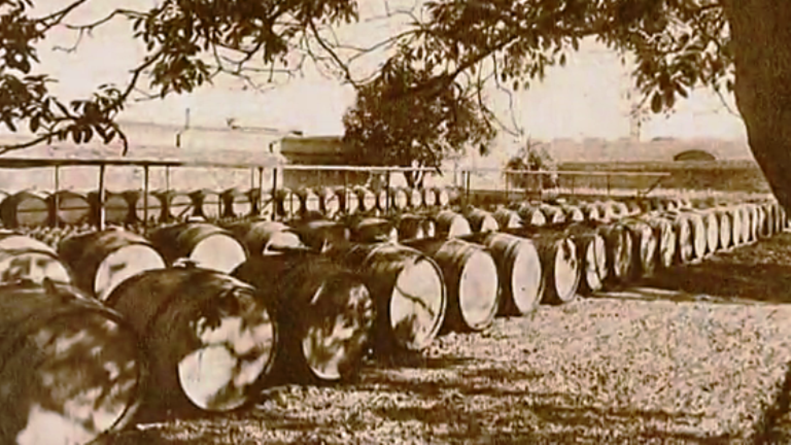 Fábrica de ideas - Imita: Bodegas Torres | Ver