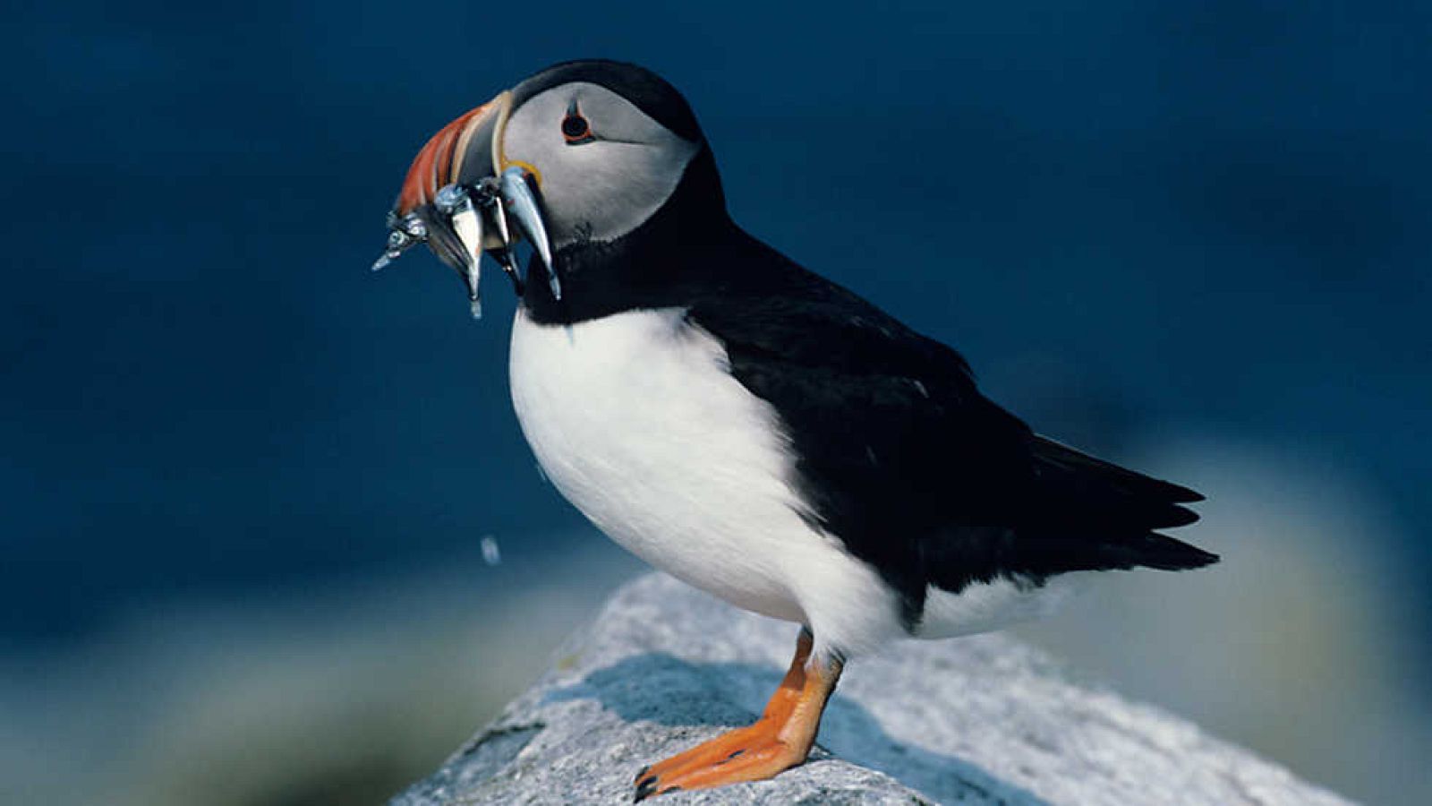 Grandes documentales - Wild Menu: Pescado del día  - ver ahora