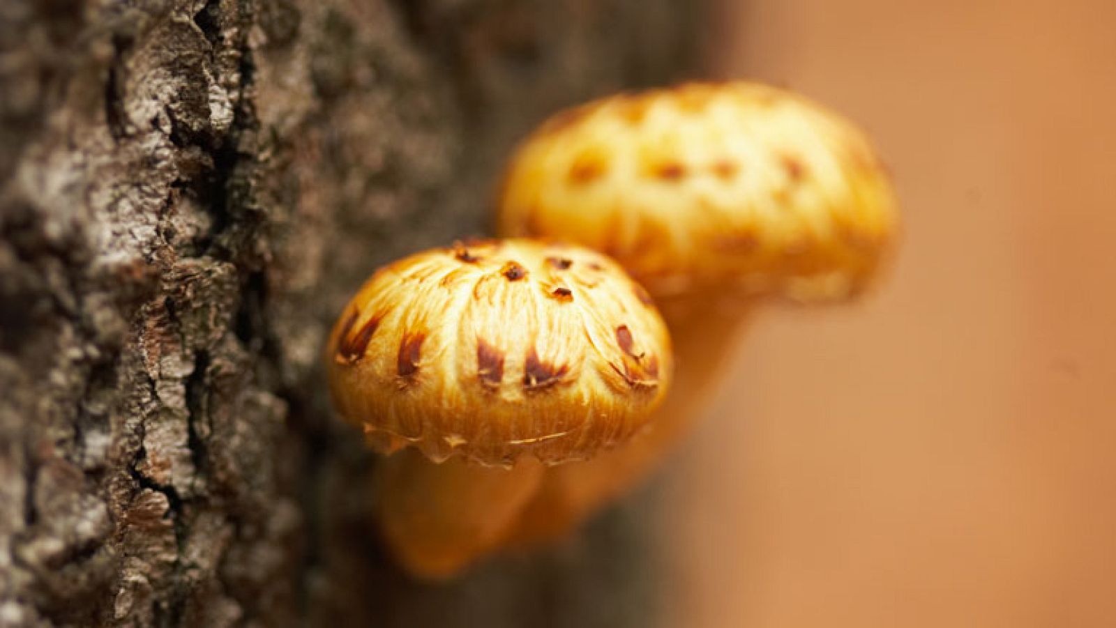 Autol, el paraíso de champiñón