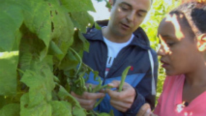 Aquí la Tierra - Judías ¿de manteca?