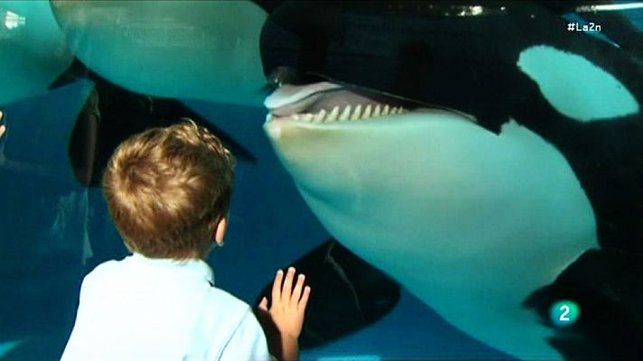 Un documental cambia la vida de las Orcas de Seaworld