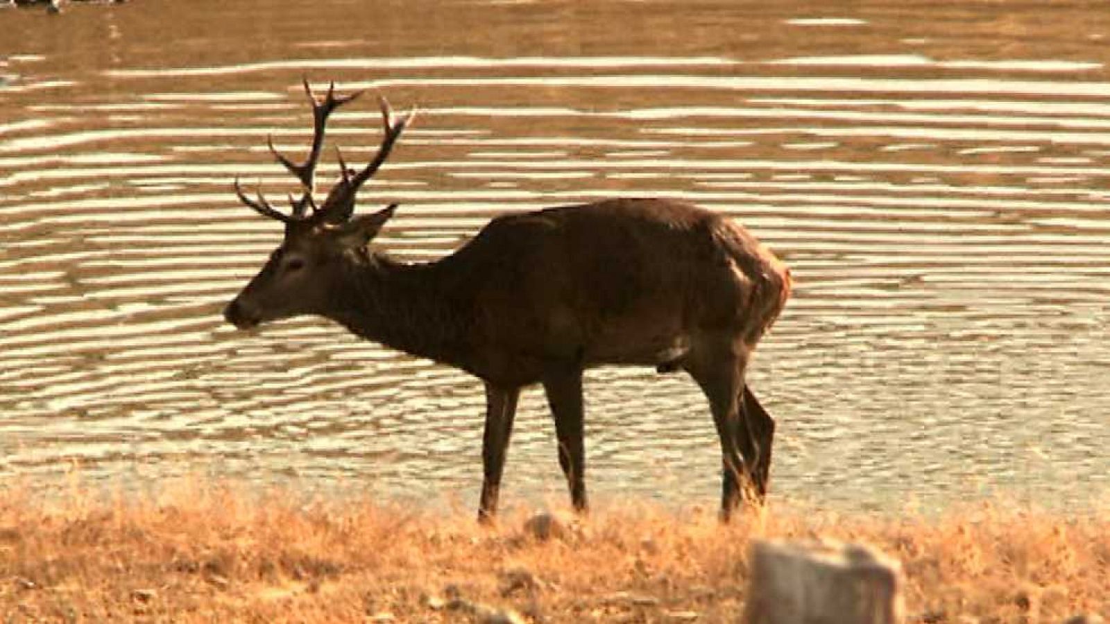 Jara y sedal - Mapa de la gestión cinegética - Ver ahora