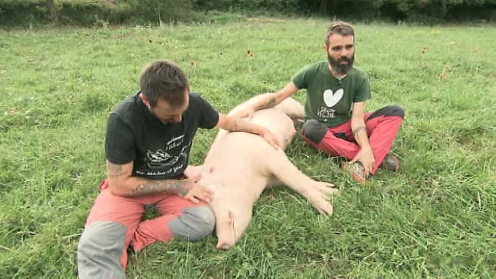 El escarabajo verde - Con pasión animal - Ver ahora