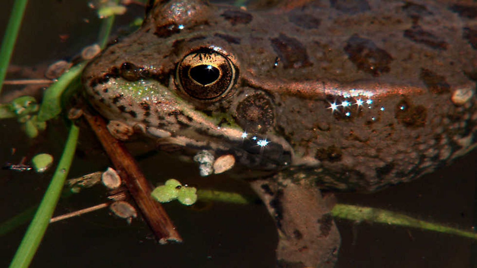 Grandes documentales - Wild Menu: Comedores de ranas