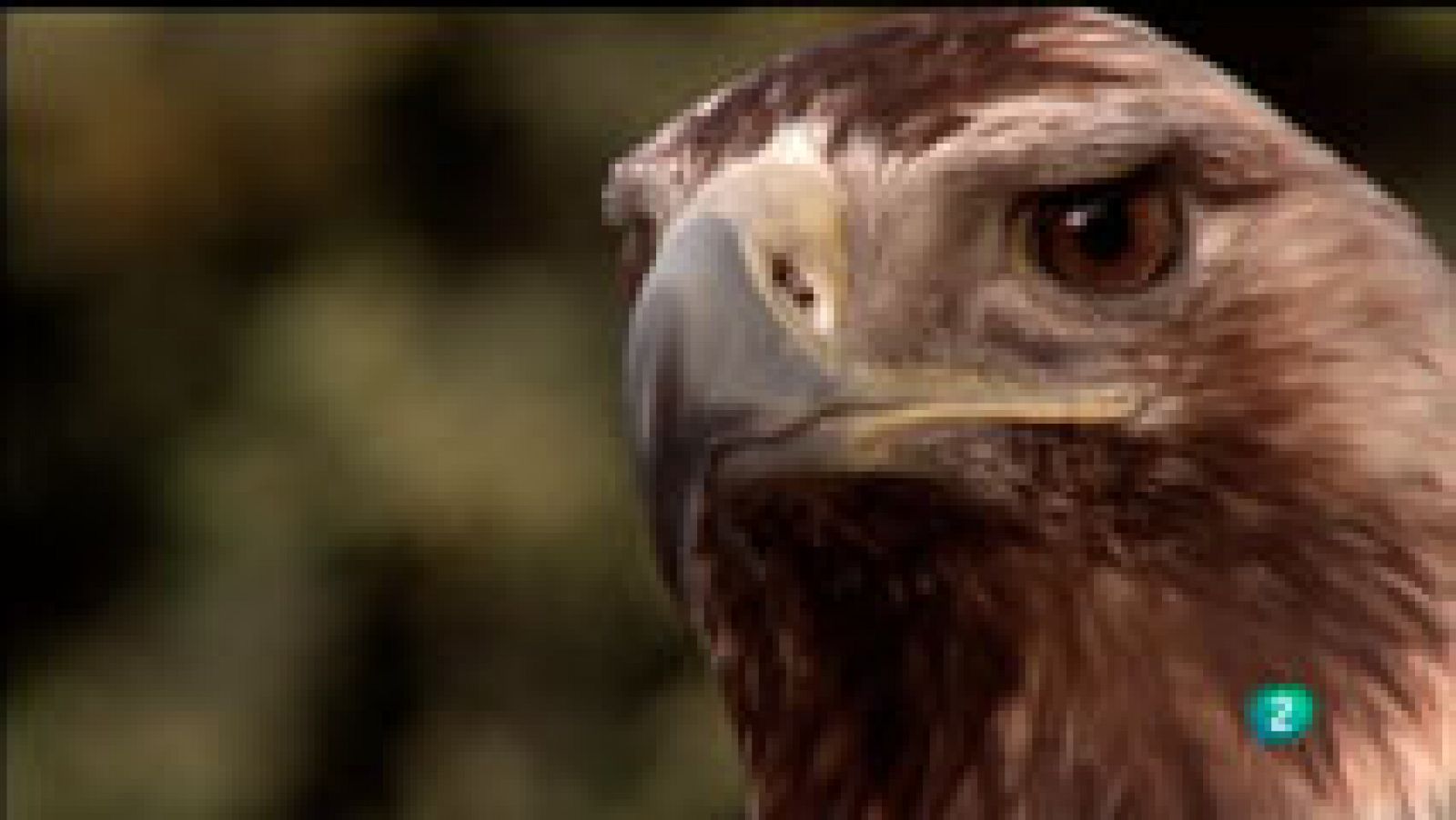  La Aventura del Saber. Fauna del Parque Nacional Sierra de Guadarrama