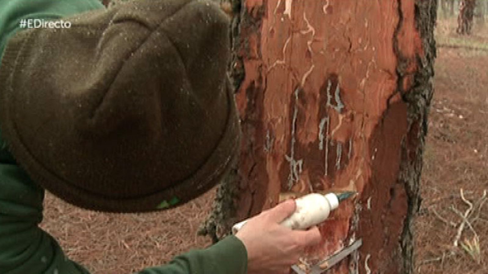 Los resineros, una alternativa al desempleo