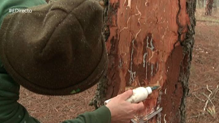 España Directo - Los resineros, una alternativa al desempleo