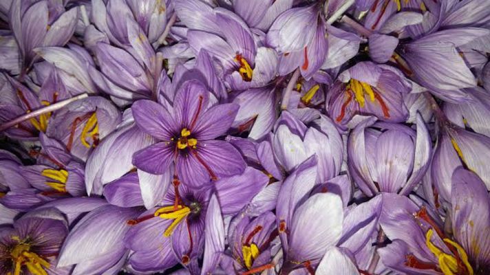 Aquí la Tierra - Oro rojo ¡y con razón!