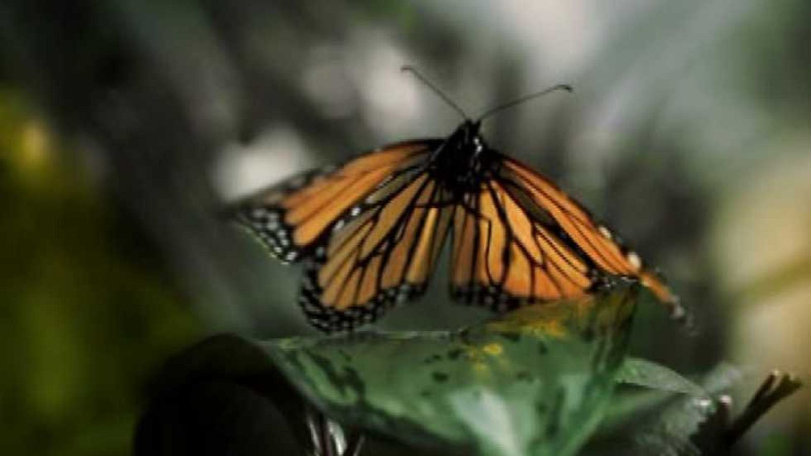 La 2 Noticias - 18/11/15 - Ver ahora