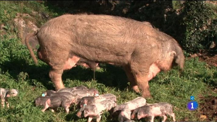 Comando Actualidad - Lo nunca visto - Gochus