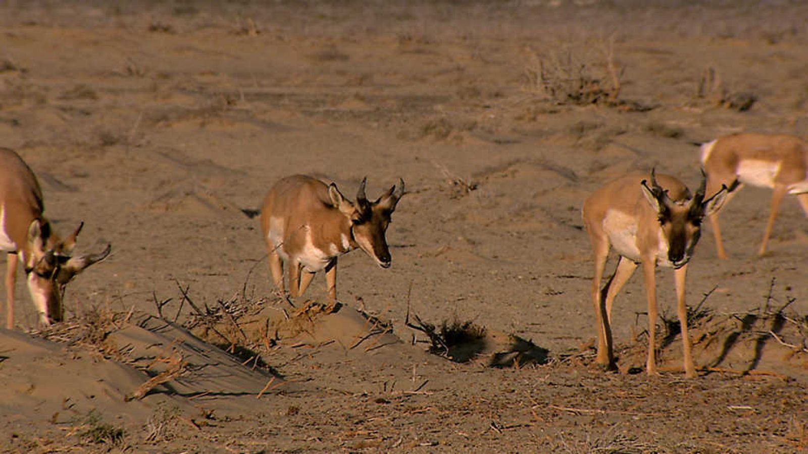 Grandes documentales - Wild Menu: Glotones y ascetas