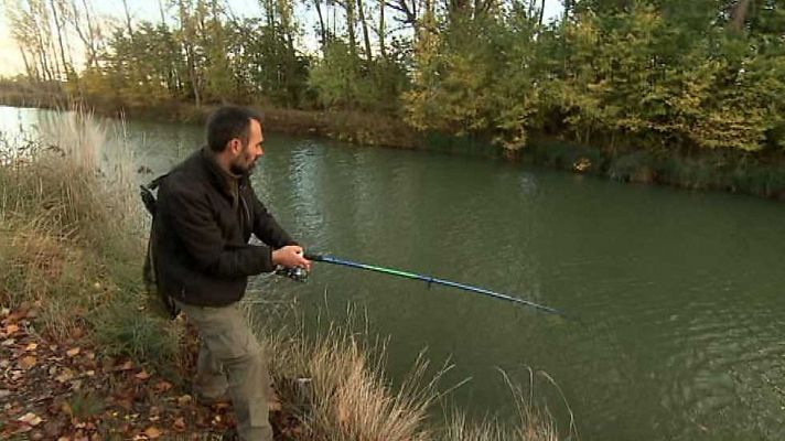 Lucios en el Canal de Castilla