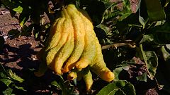 Aqui La Tierra - Limones que dan caviar