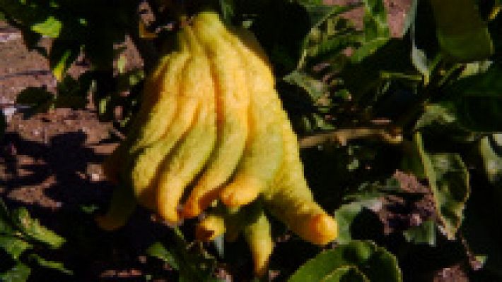 Aquí la Tierra - Limones que dan caviar