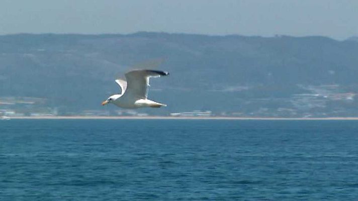 El escarabajo verde - Almas viajeras